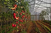 Tomatoes at Wind Whipped Farm