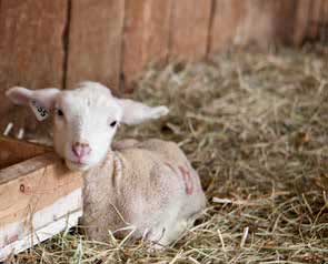 Lamb at Robson Valley Sheep Farm