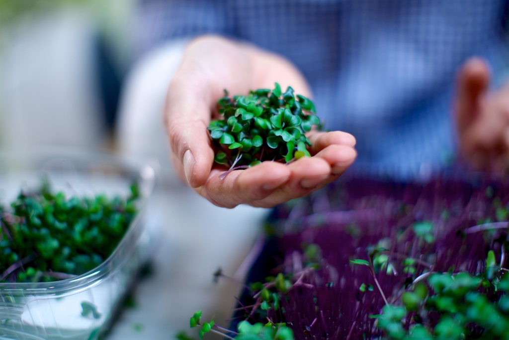 Sky Harvest microgreens