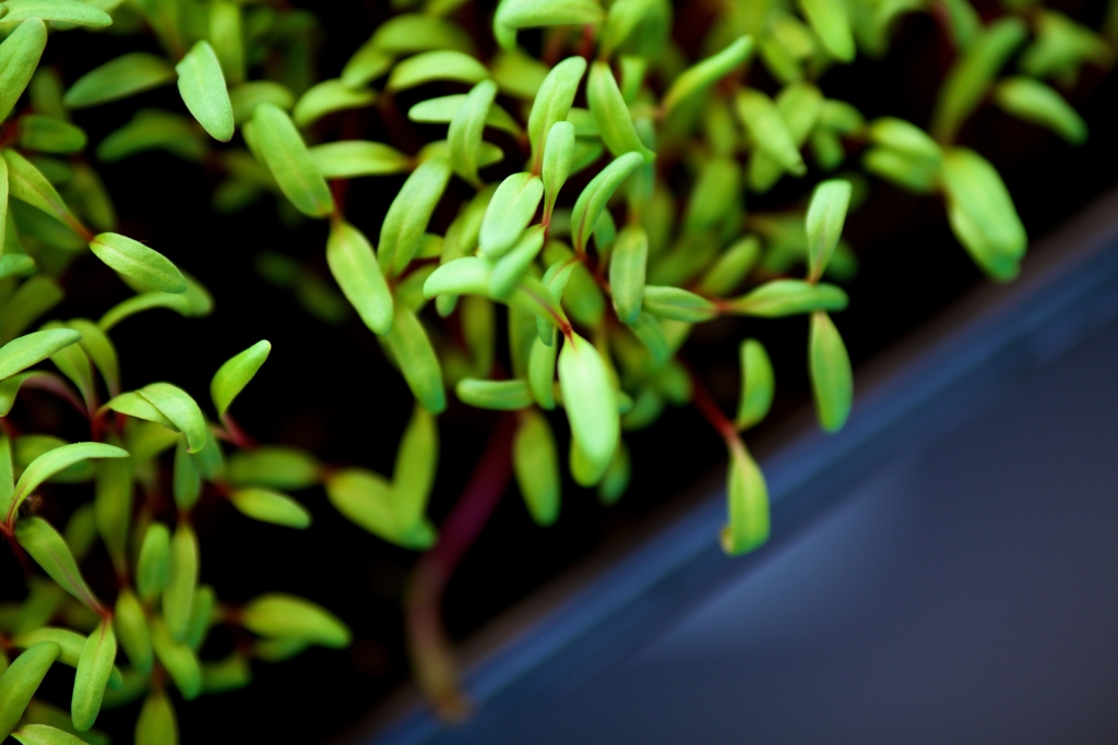 Sky Harvest microgreens