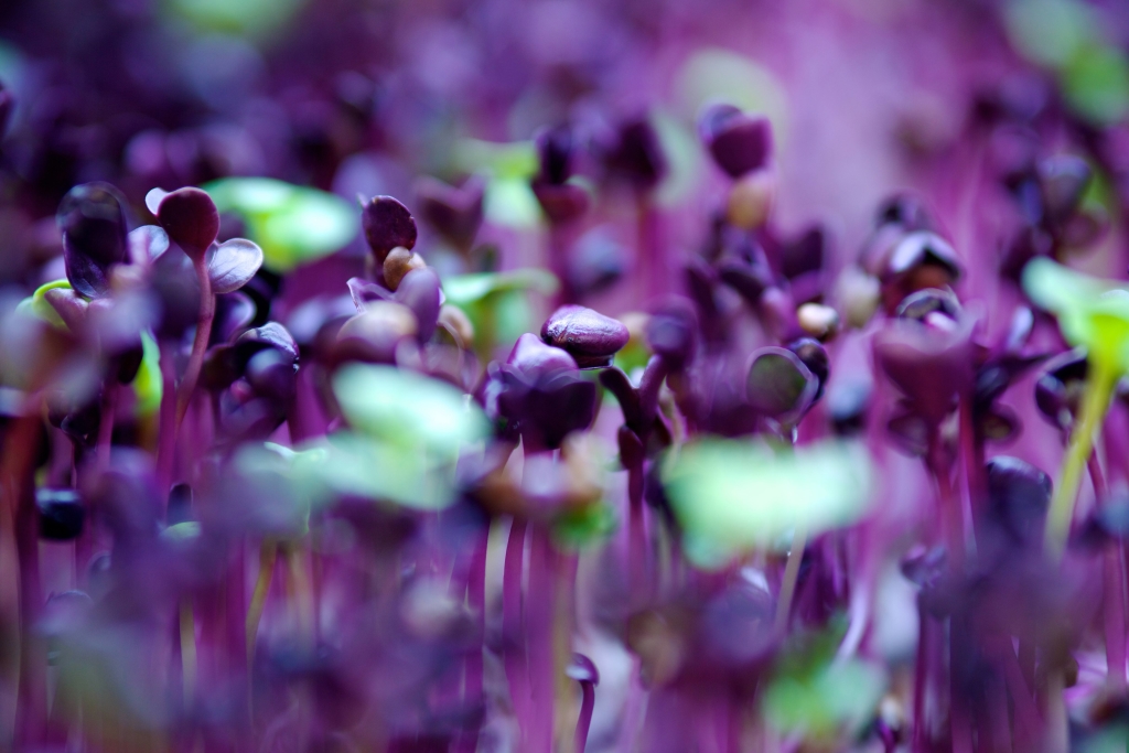 Sky harvest purple cabbage micro greens