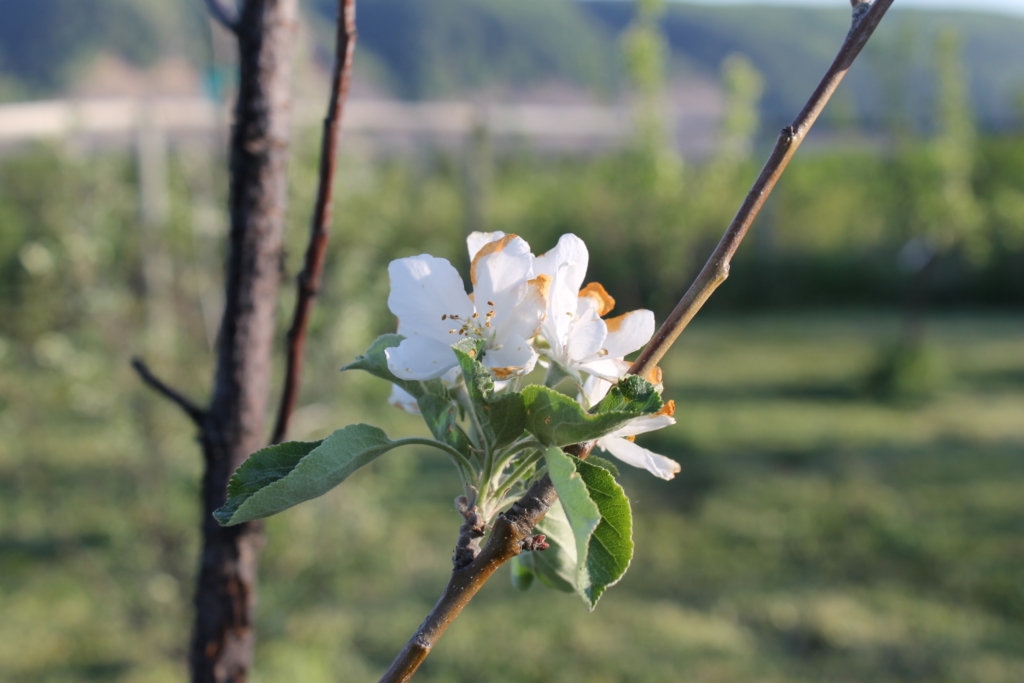 Blossoms on organic farm in Peace Region