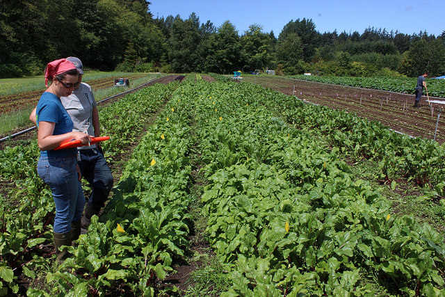 Mel & Alex evaluating beets at UBC Farm. Credits: Chris Thorea