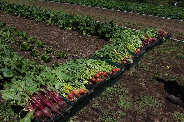 Beets in bins ready for evaluation. Credit: Alex Lyon. 