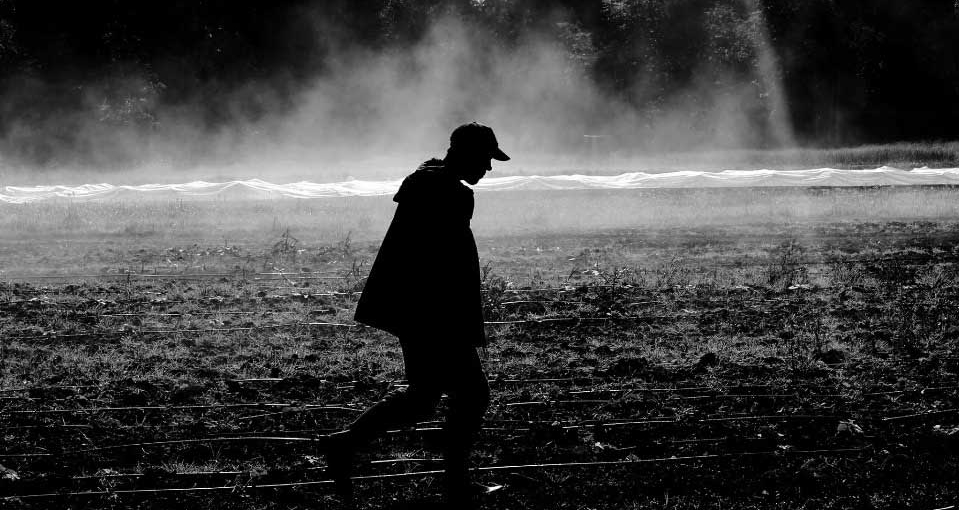 Farmer in field at certified organic farm, black and white