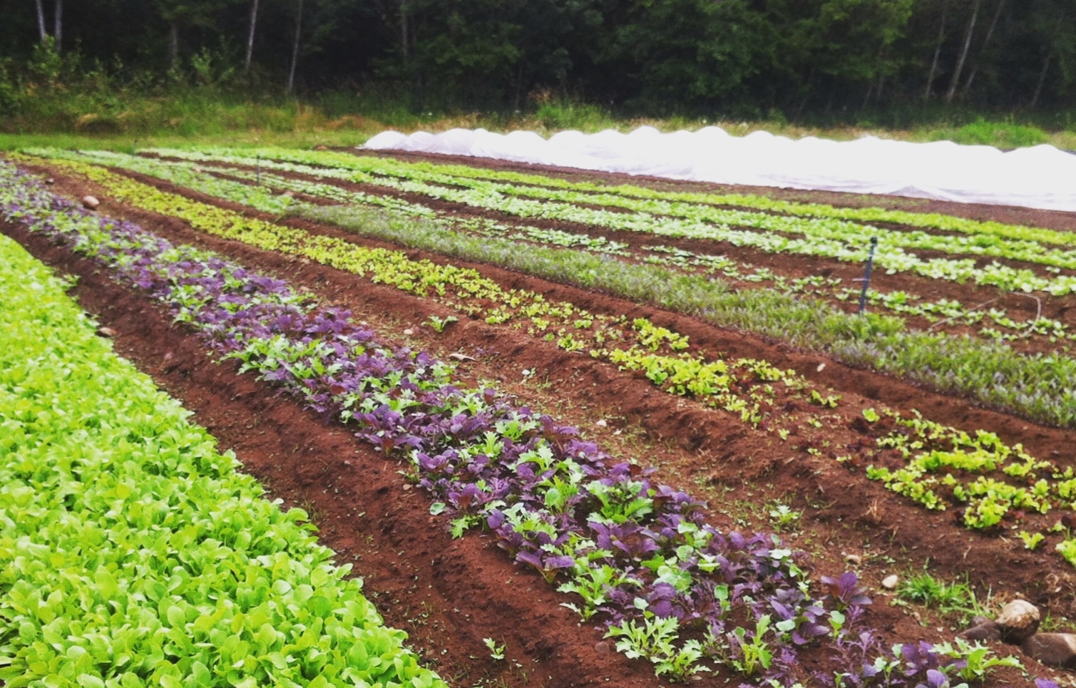 Certified Organic Fields at Halt & Harrow Farm