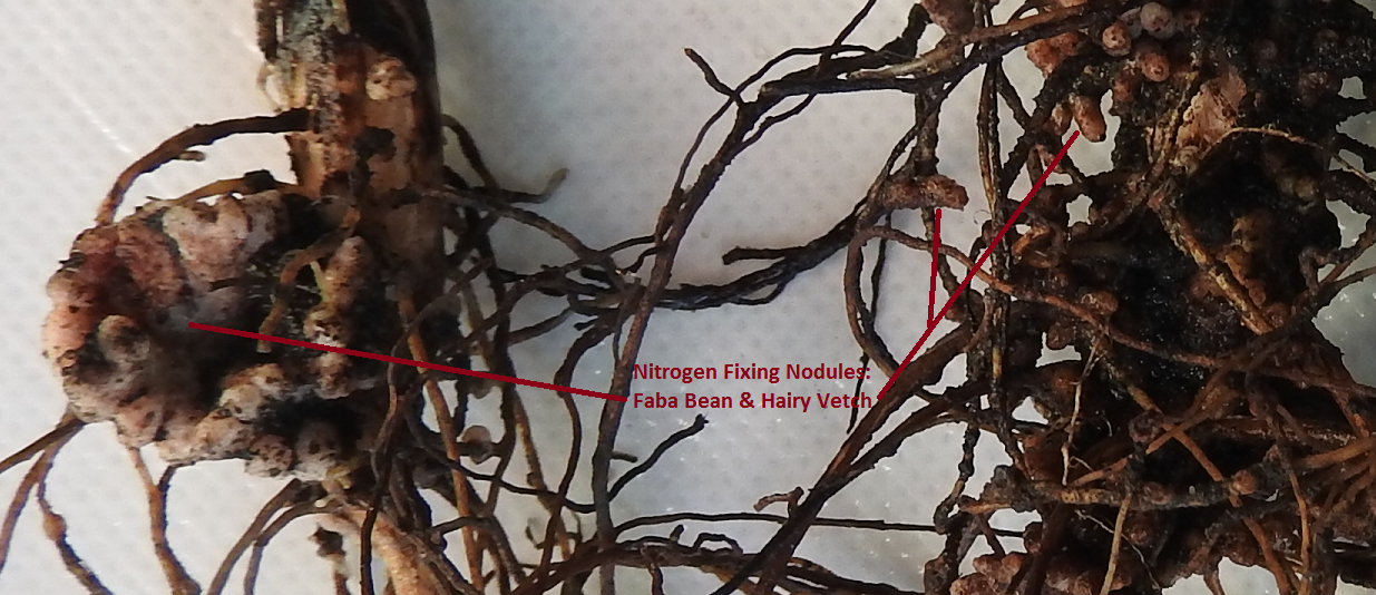 Nitrogen Fixing Nodules