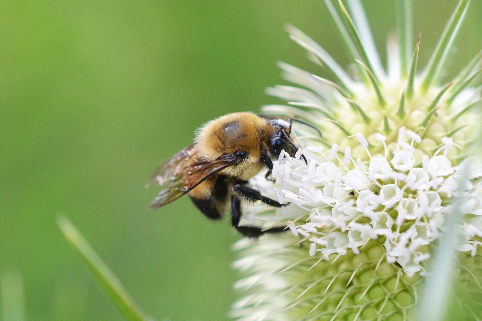 Brown-belted Bumble Bee (Bombus griseocollis). Credit: Andrew C