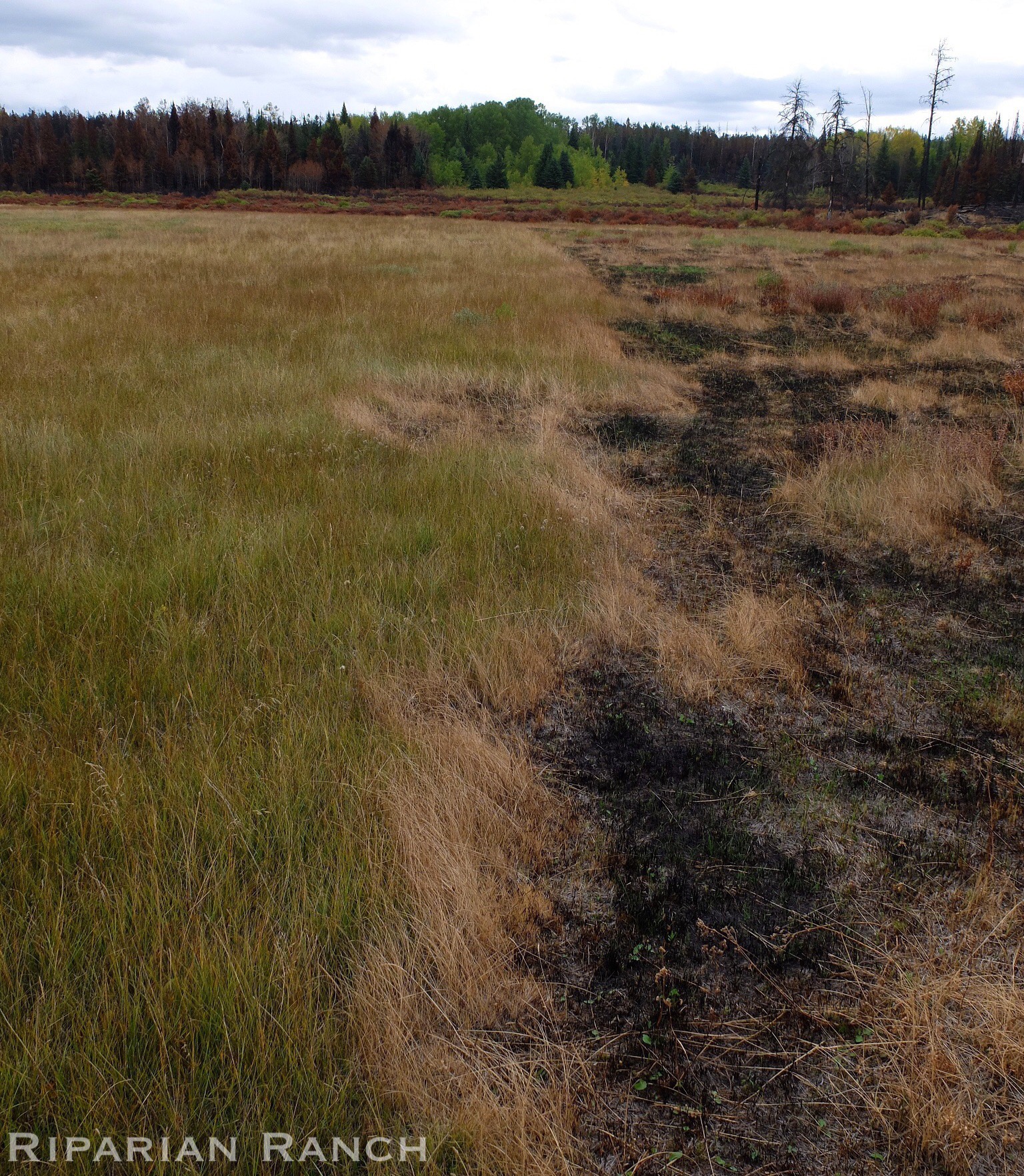 Intensively grazed pasture stopped the spread of fire