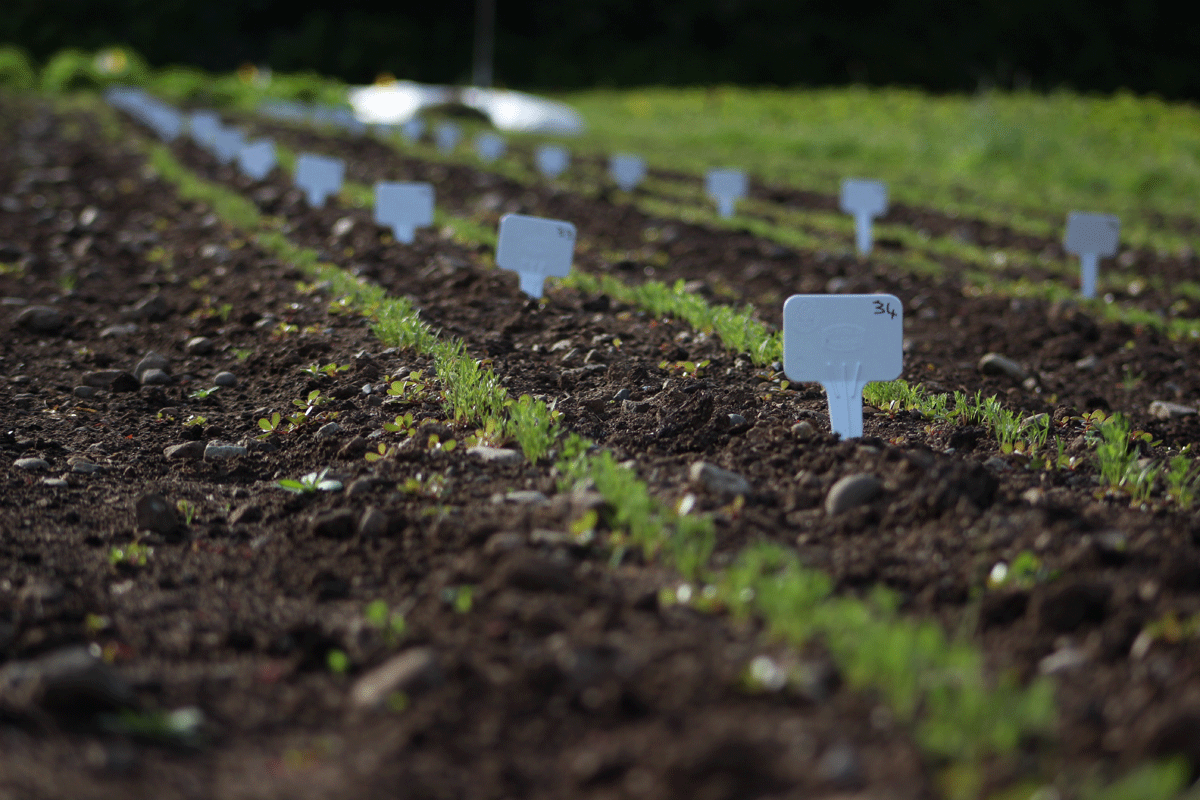 Rows of seedlings in a field with labels