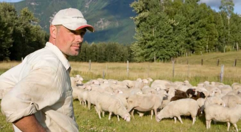 Hani Grasser looks out over his sheep at Robson Valley Sheep Farm