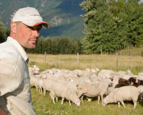 Hani Grasser looks out over his sheep at Robson Valley Sheep Farm