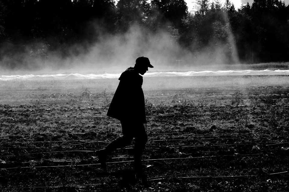Farmer in field at certified organic farm, black and white