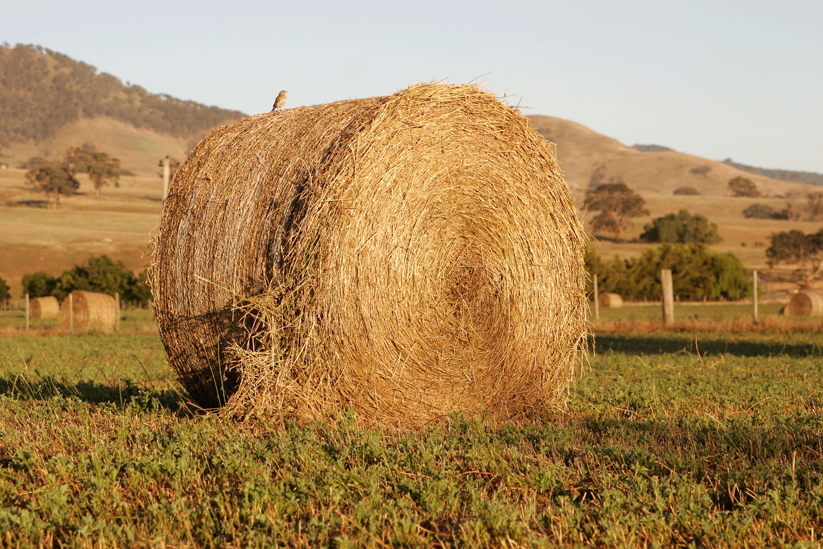 Organic Stories: HAY! There's a Fire! - British Columbia Organic