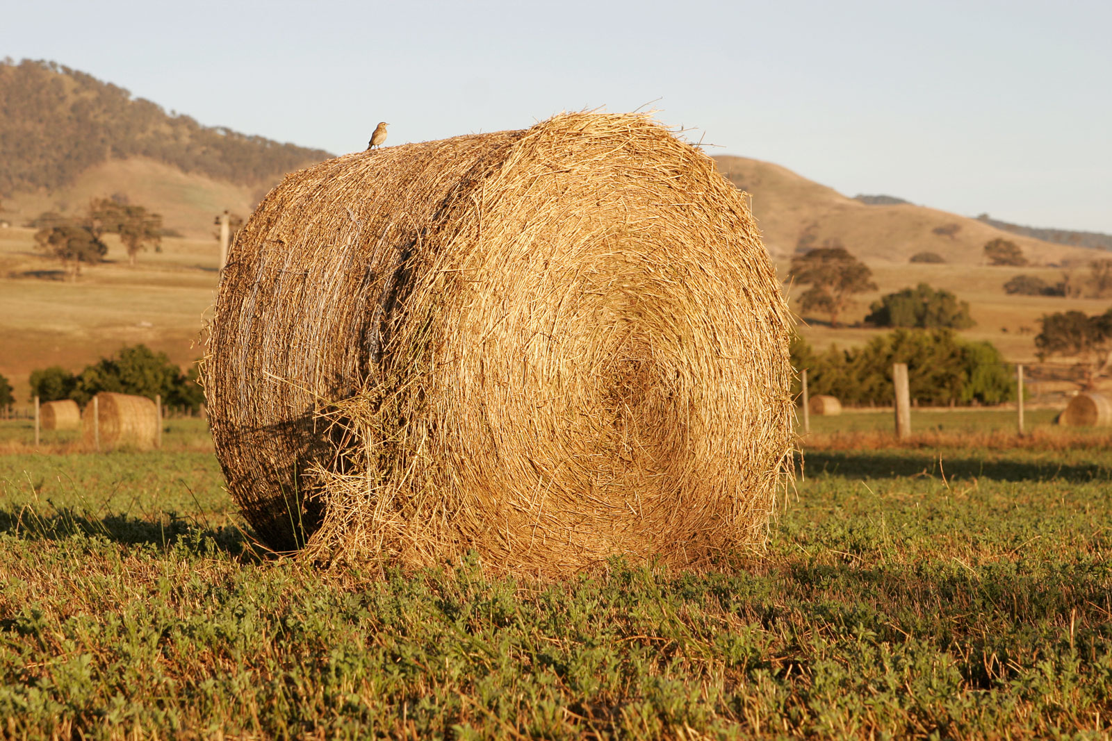 https://bcorganicgrower.ca/wp-content/uploads/2019/07/Organic-Stories-Hay-Bale-with-Bird-Credit-Fir0002_Flagstaffotos.jpg