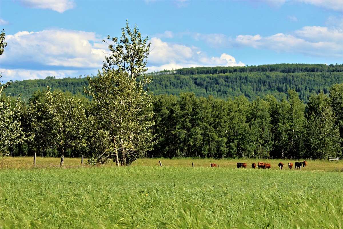 Organic Stories: HAY! There's a Fire! - British Columbia Organic