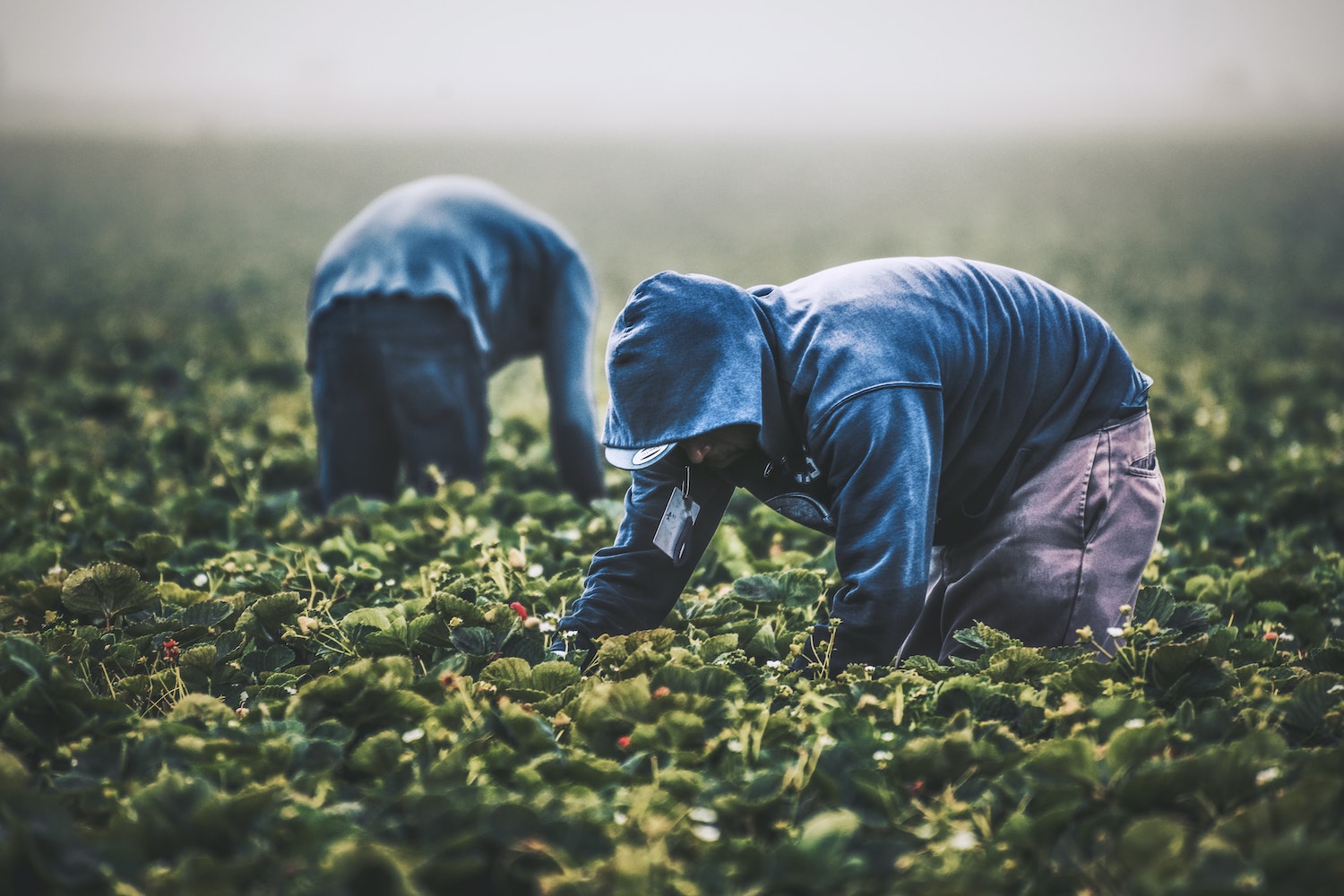 Midwest farmers are on track for a record-high harvest, despite a year of  extreme weather