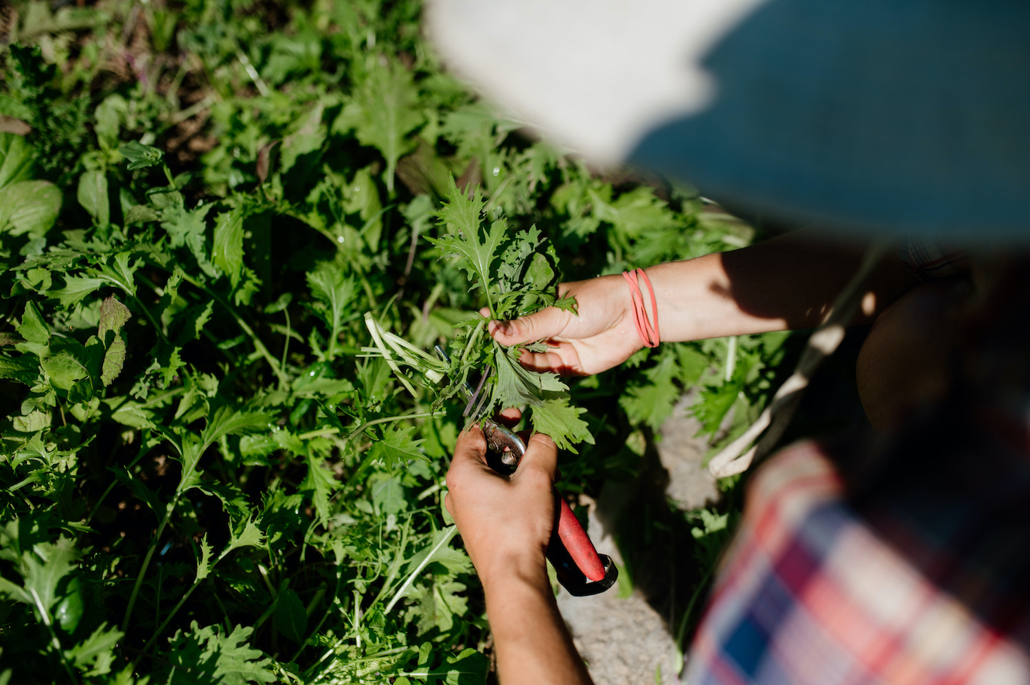 Organic Stories: HAY! There's a Fire! - British Columbia Organic